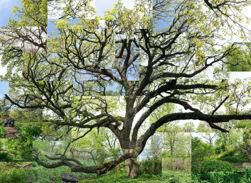 Oak Spring Virtual Garden Tour 