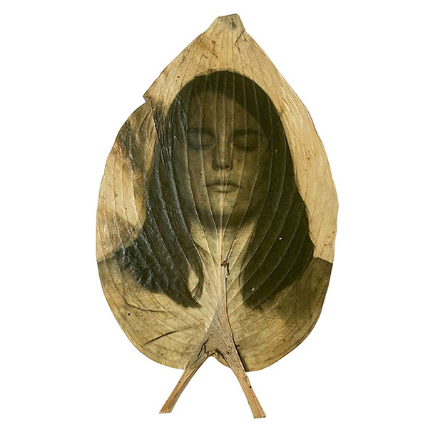 A Hosta leaf with a photographic image of a young woman's face imprinted on it. Her eyes are closed and her features are relaxed.